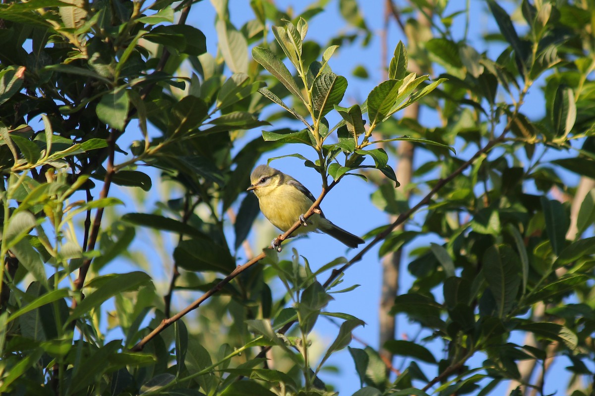 Eurasian Blue Tit - ML620223668