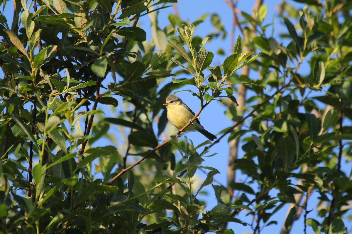 Eurasian Blue Tit - ML620223669