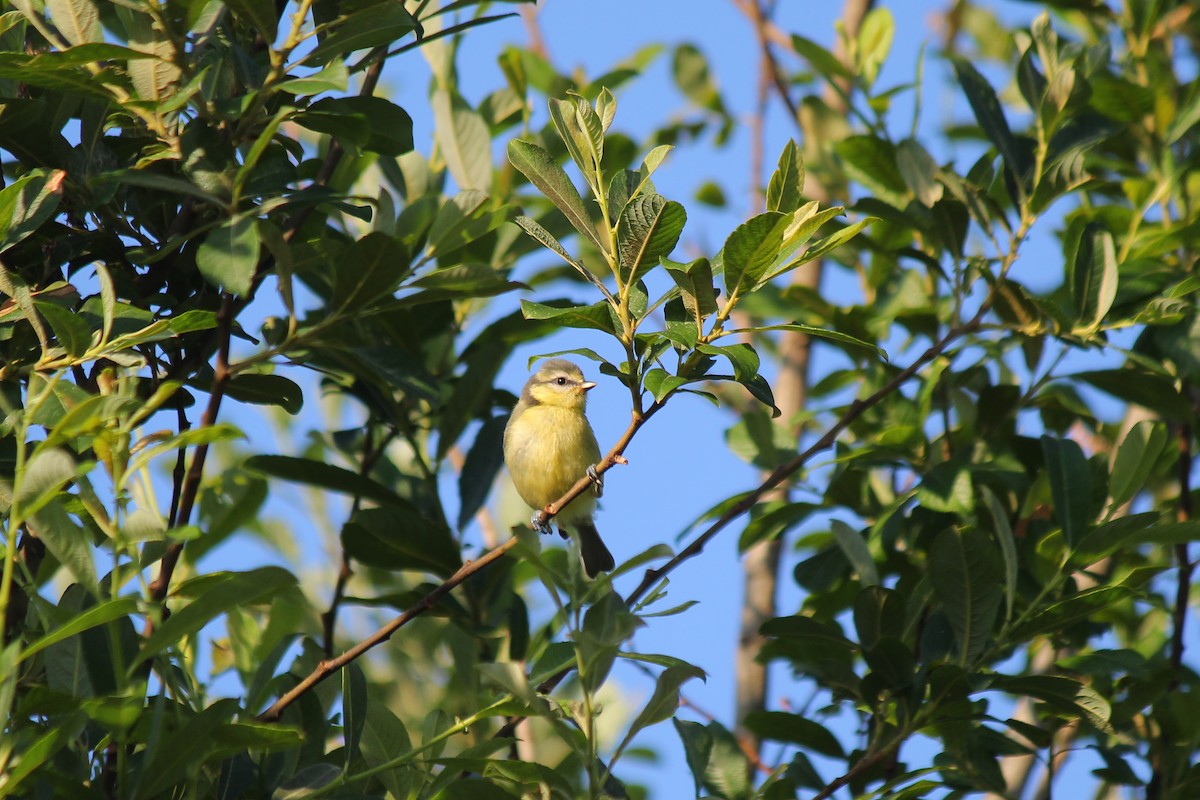 Өрнийн хөх бух - ML620223670
