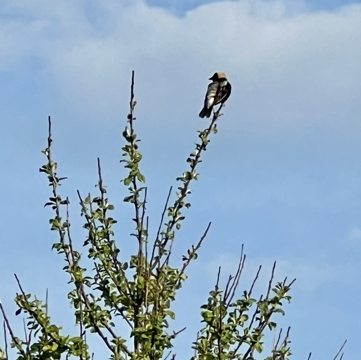 bobolink americký - ML620223682