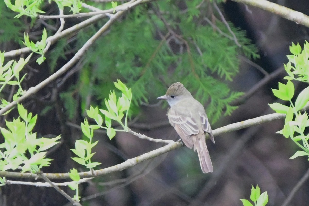 Great Crested Flycatcher - ML620223683