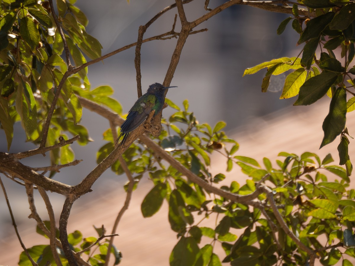 Swallow-tailed Hummingbird - ML620223686