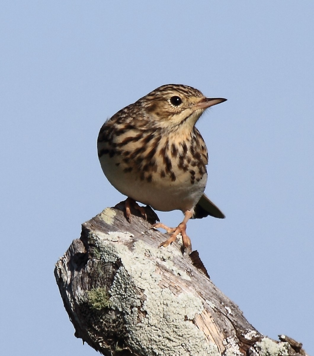 Pipit de Hellmayr - ML620223691