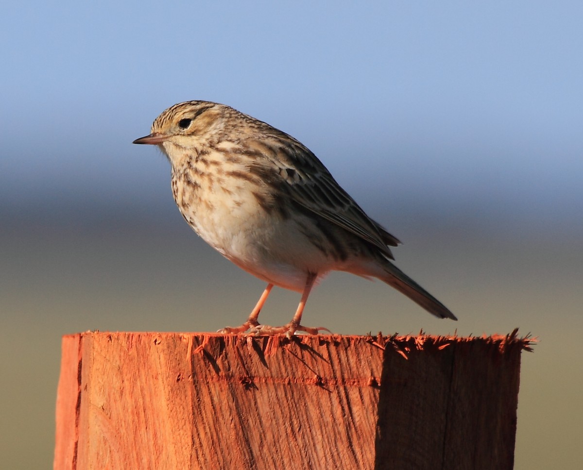 Hellmayr's Pipit - ML620223695