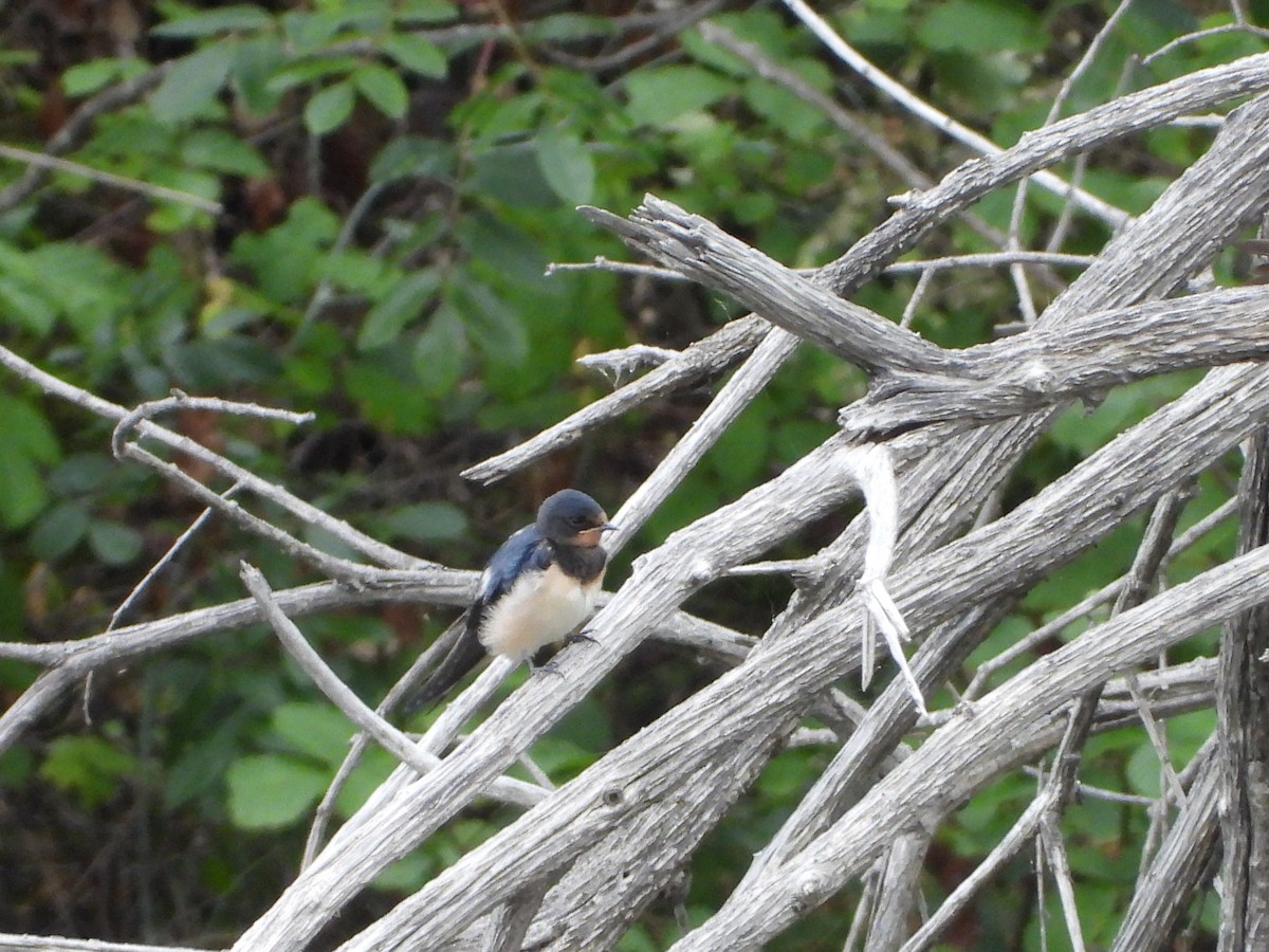 Barn Swallow - ML620223697