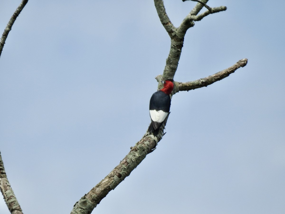 Red-headed Woodpecker - ML620223698