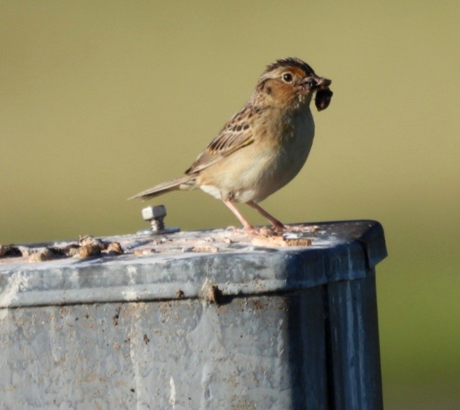 Grasshopper Sparrow - ML620223701