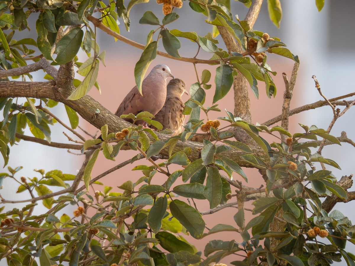 Ruddy Ground Dove - ML620223705