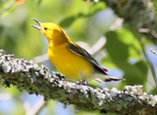 Prothonotary Warbler - Gerry Lebing