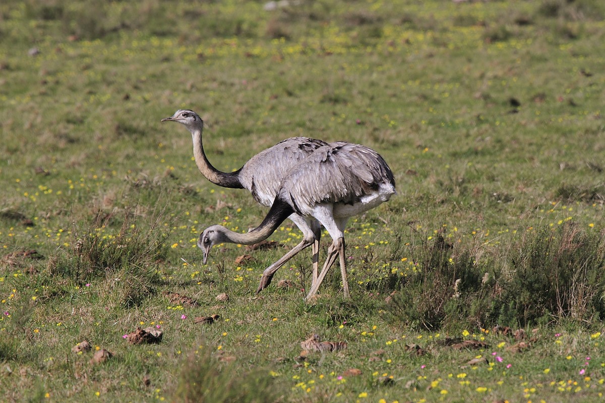 Greater Rhea - Fabio Olmos