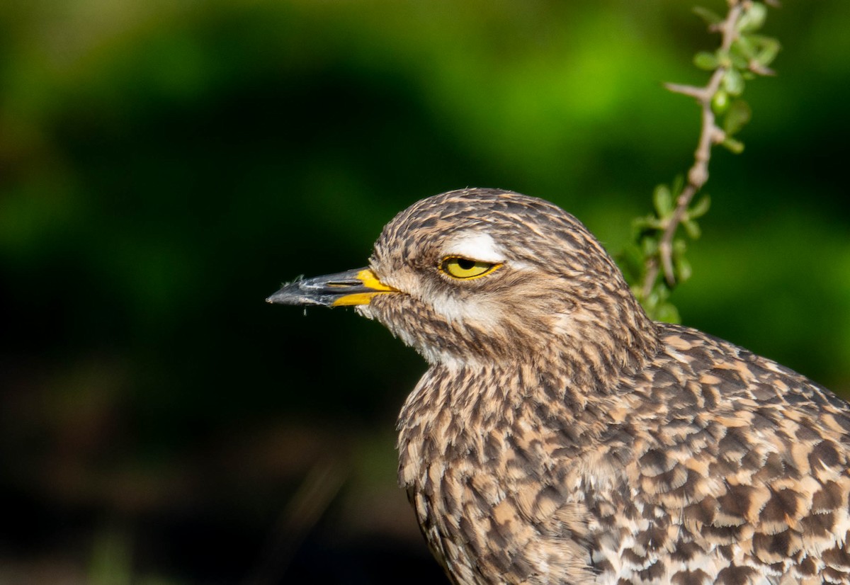 Spotted Thick-knee - ML620223716