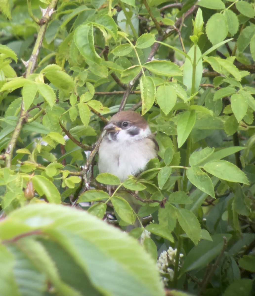 Eurasian Tree Sparrow - ML620223723