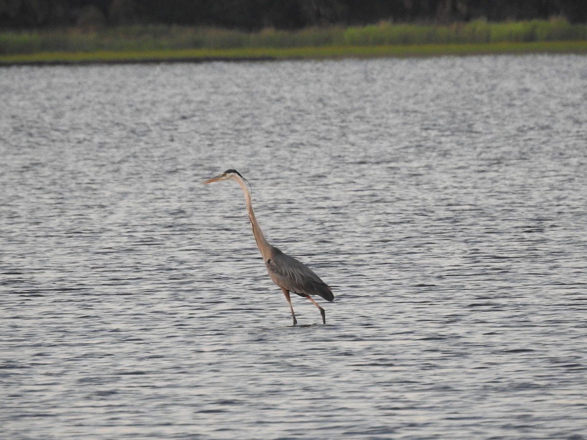 Great Blue Heron - ML620223724