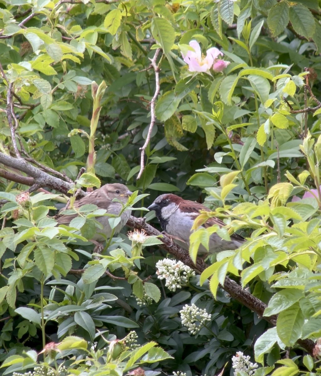 House Sparrow - ML620223736