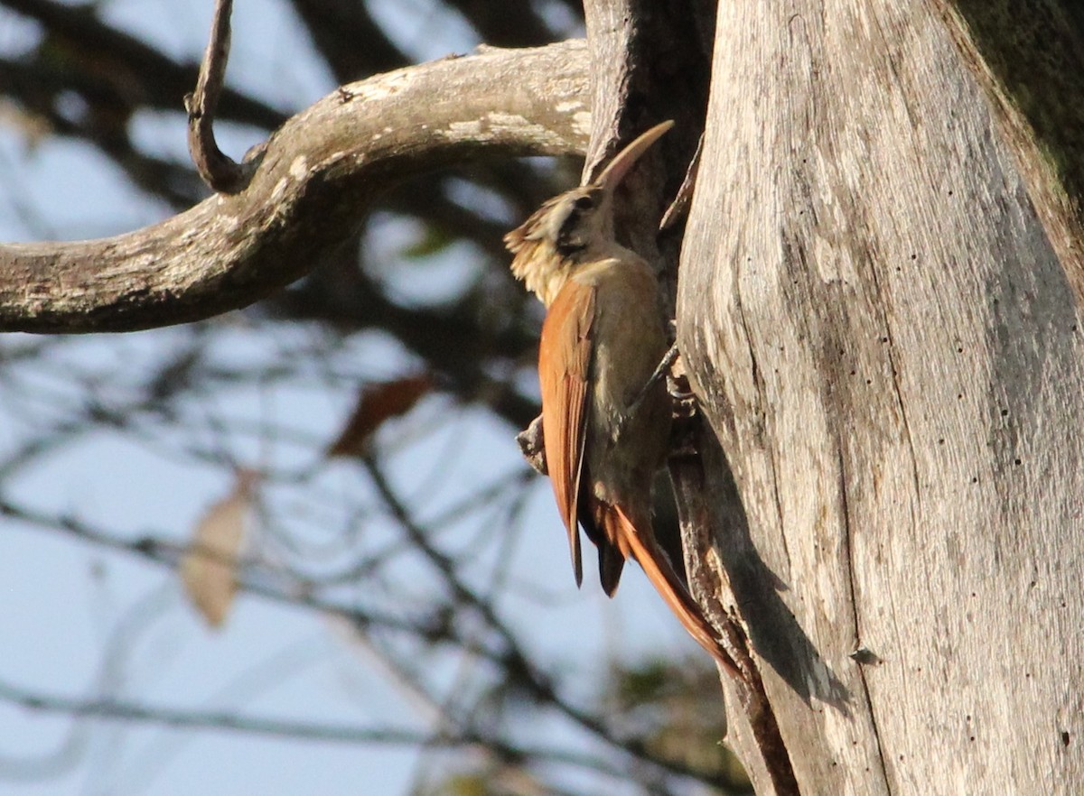 Narrow-billed Woodcreeper - ML620223737