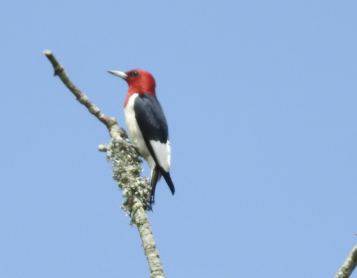 Red-headed Woodpecker - ML620223763