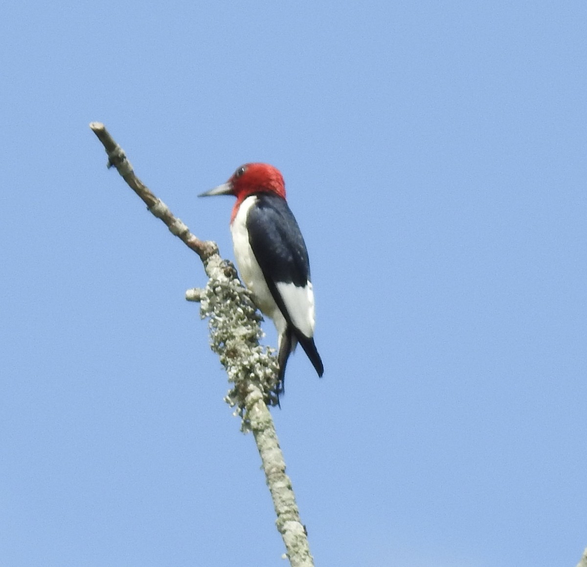 Red-headed Woodpecker - ML620223768
