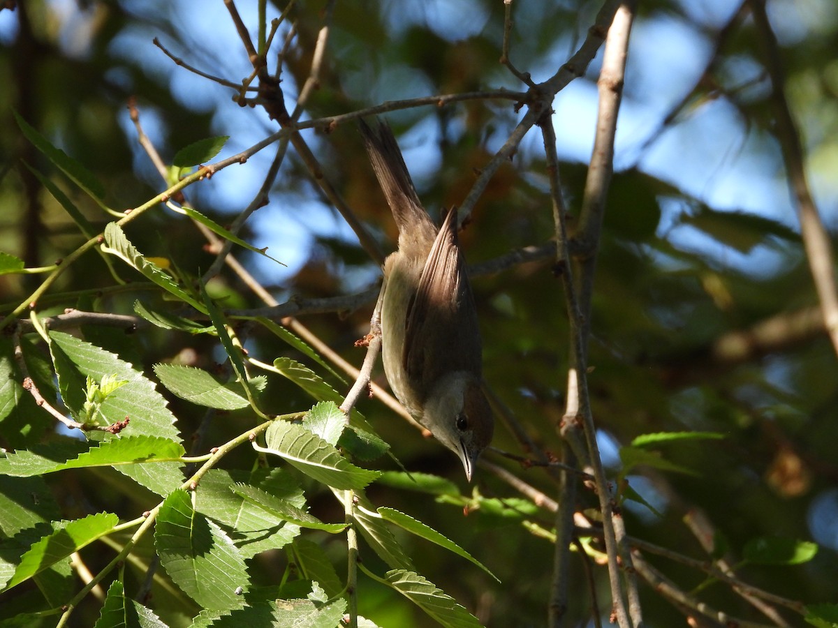 Eurasian Blackcap - ML620223774