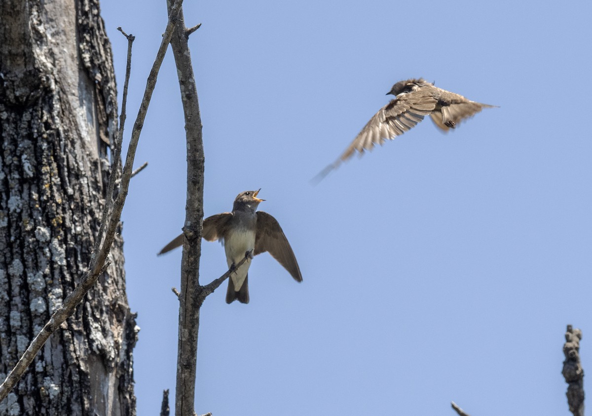Northern Rough-winged Swallow - ML620223779