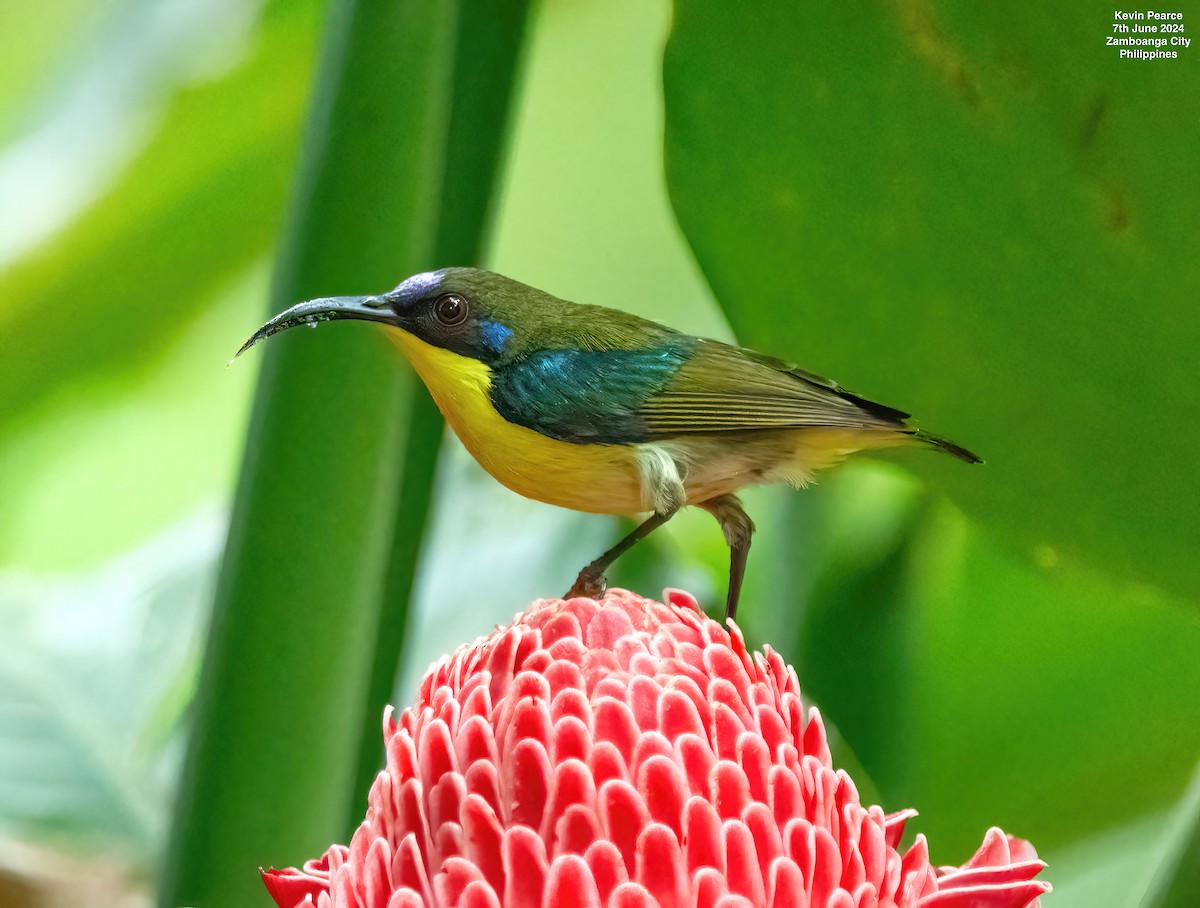 Metallic-winged Sunbird - ML620223792