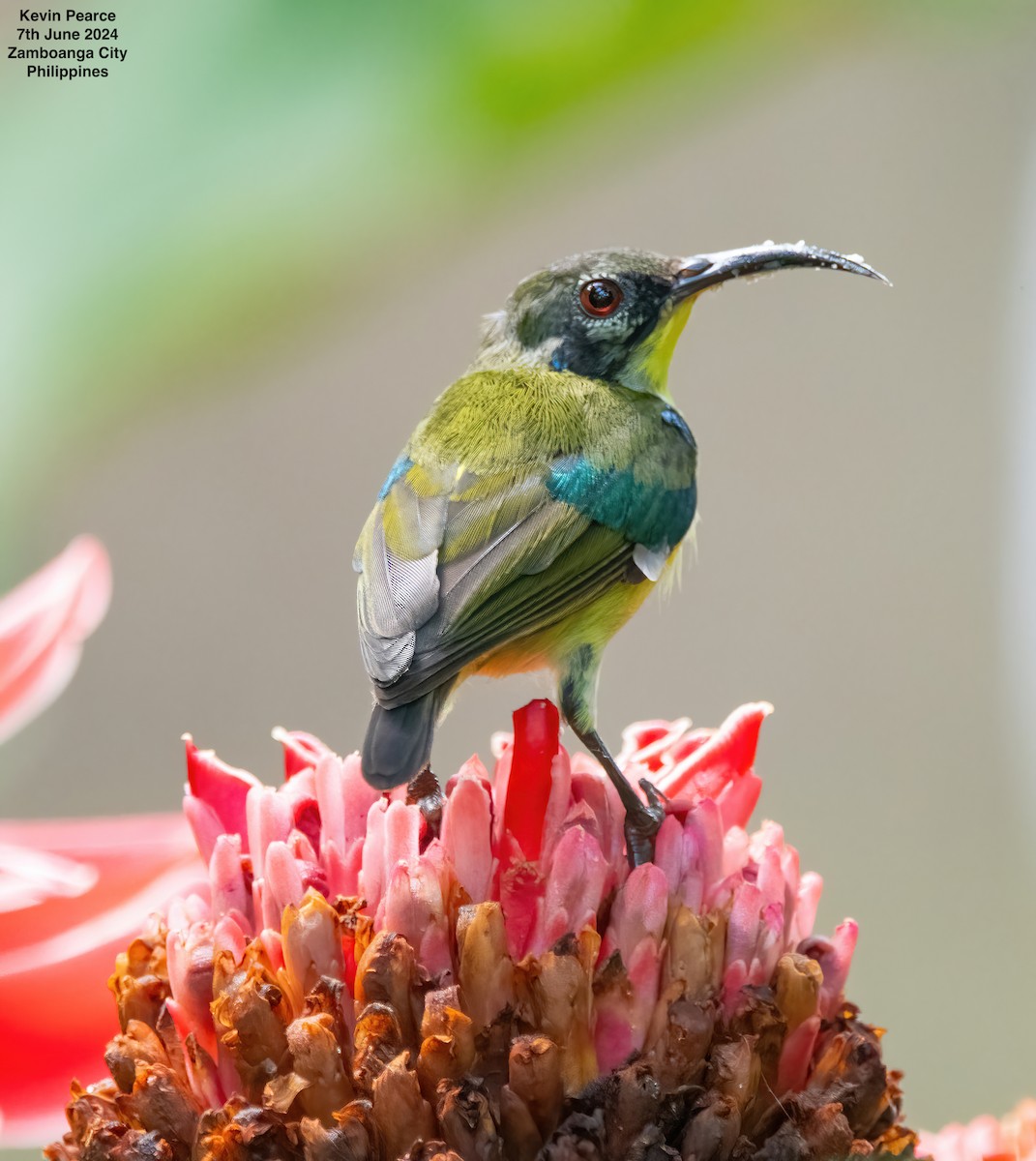 Metallic-winged Sunbird - ML620223803