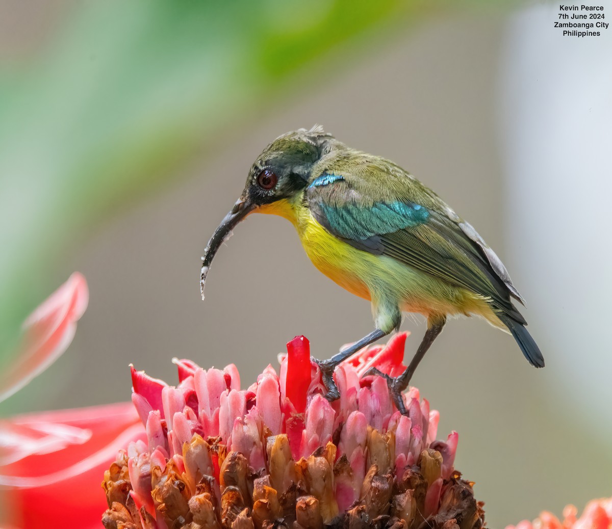 Metallic-winged Sunbird - ML620223806