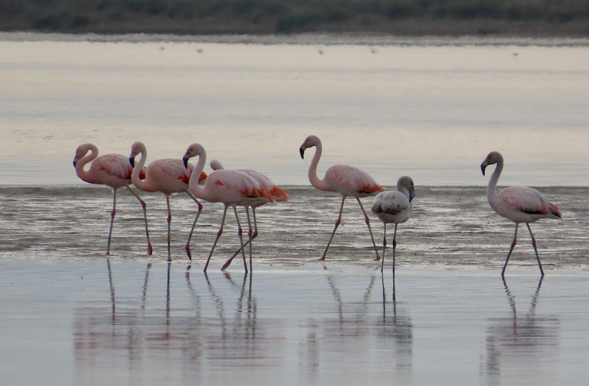 Chilean Flamingo - ML620223808