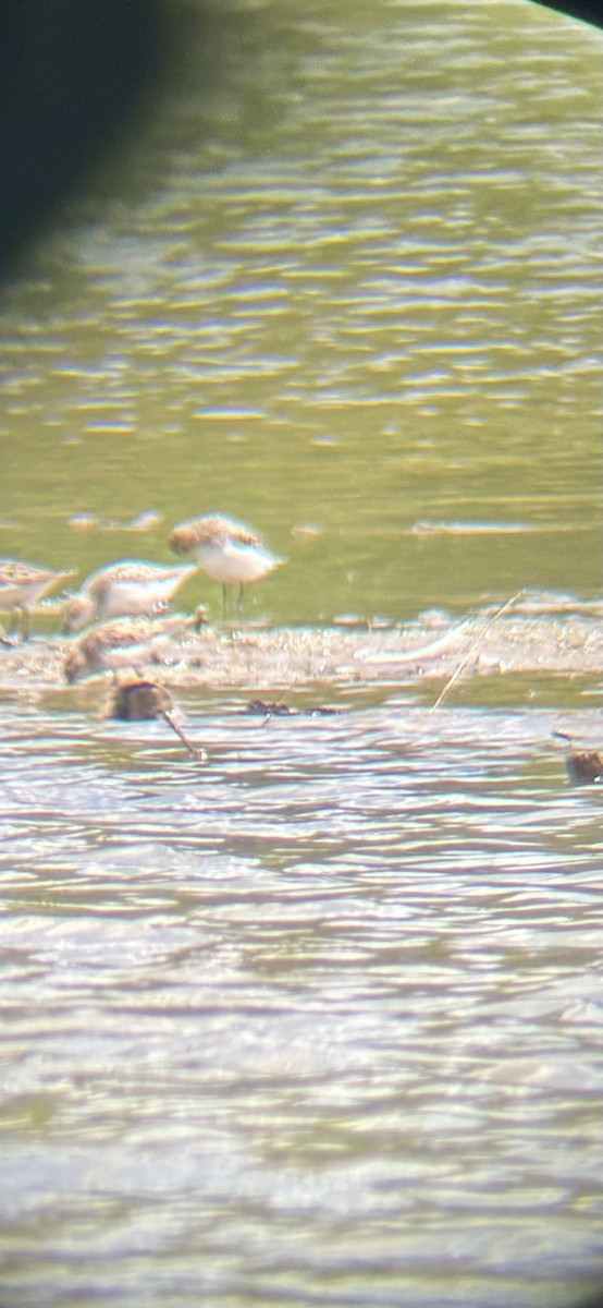 Semipalmated Sandpiper - ML620223809