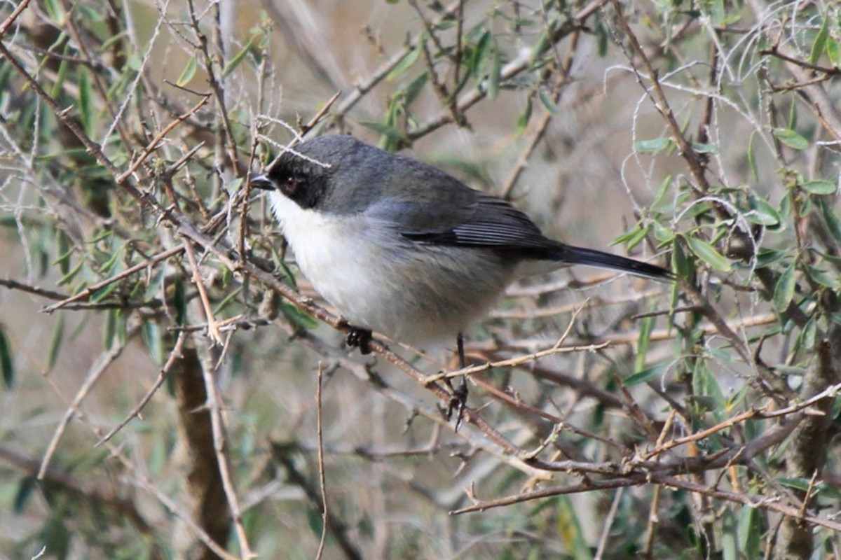 Black-capped Warbling Finch - ML620223818