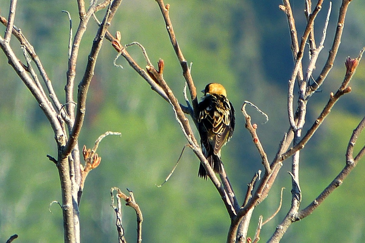 bobolink - ML620223819