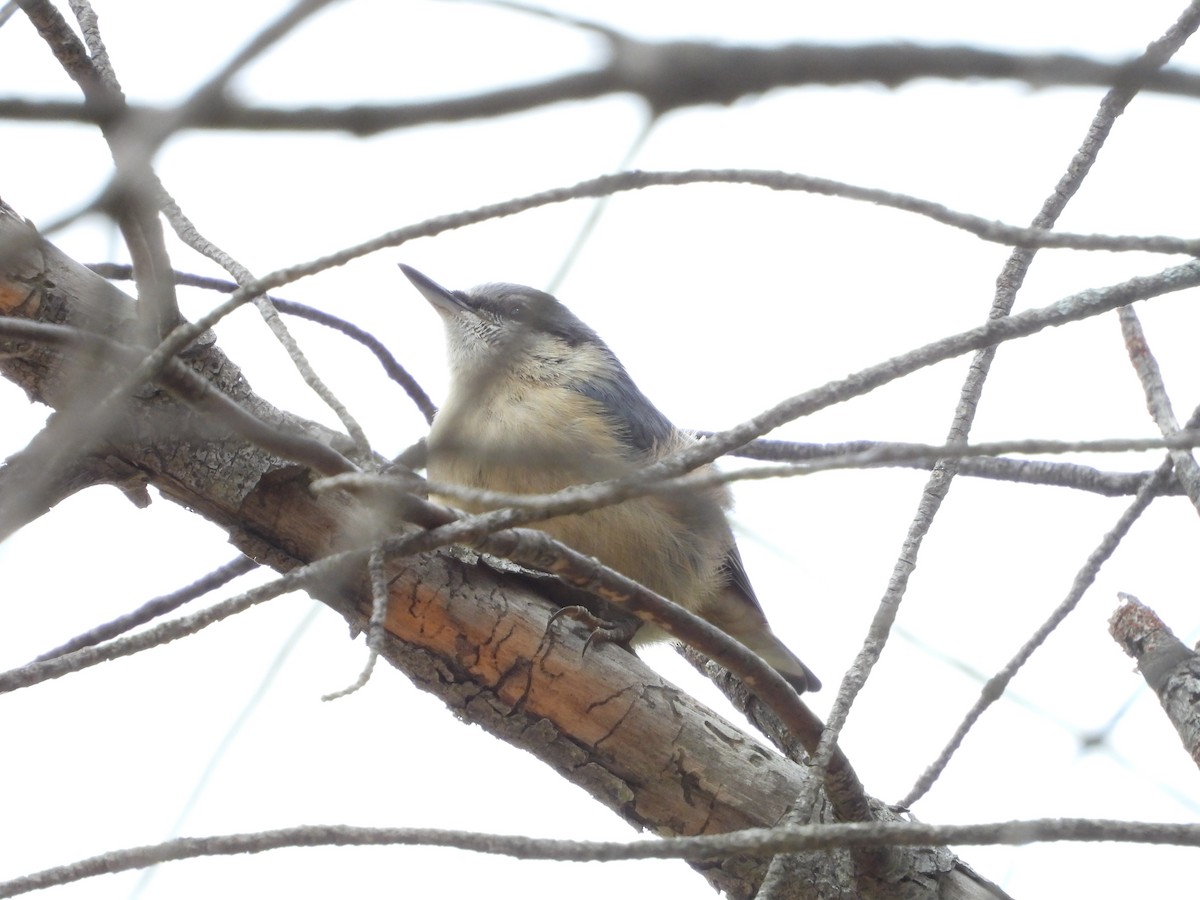 Eurasian Nuthatch - ML620223821