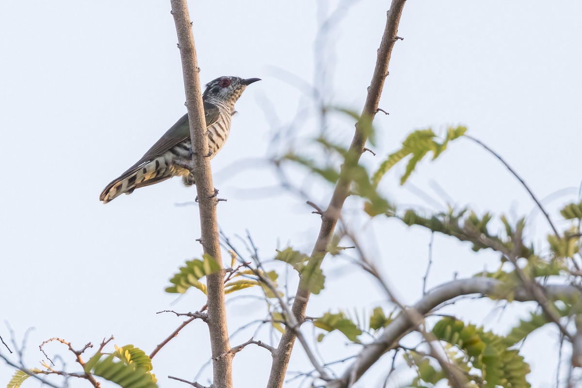 Little Bronze-Cuckoo (Banda) - ML620223826