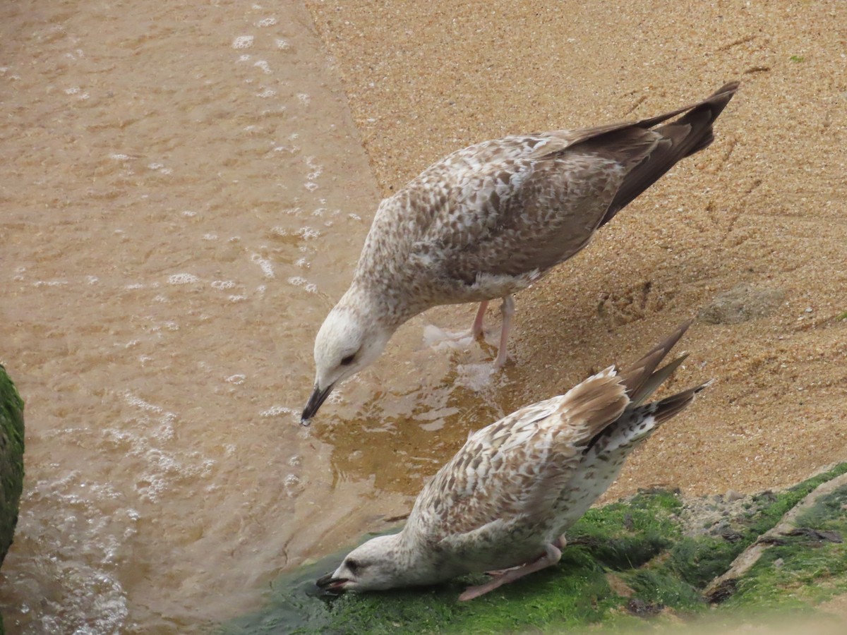 Lesser Black-backed Gull - ML620223828