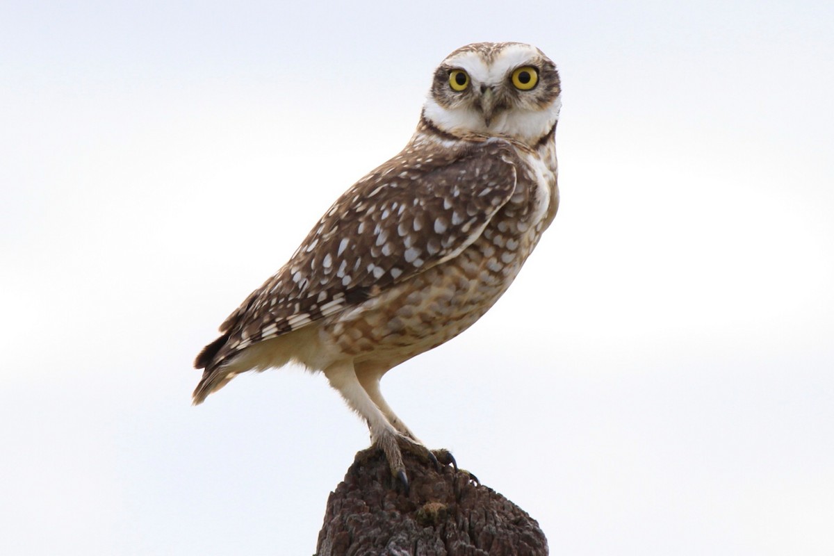 Burrowing Owl - ML620223834