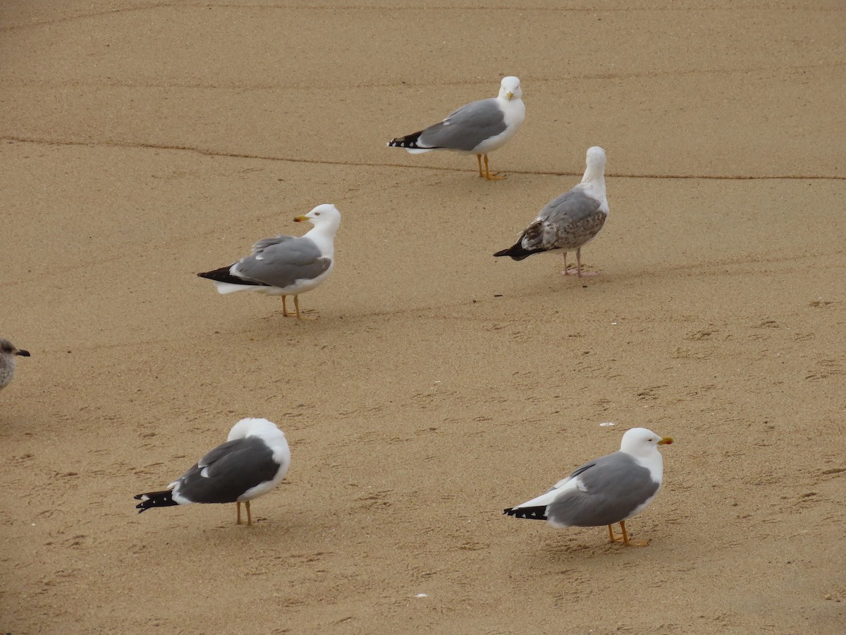 Yellow-legged Gull - ML620223835