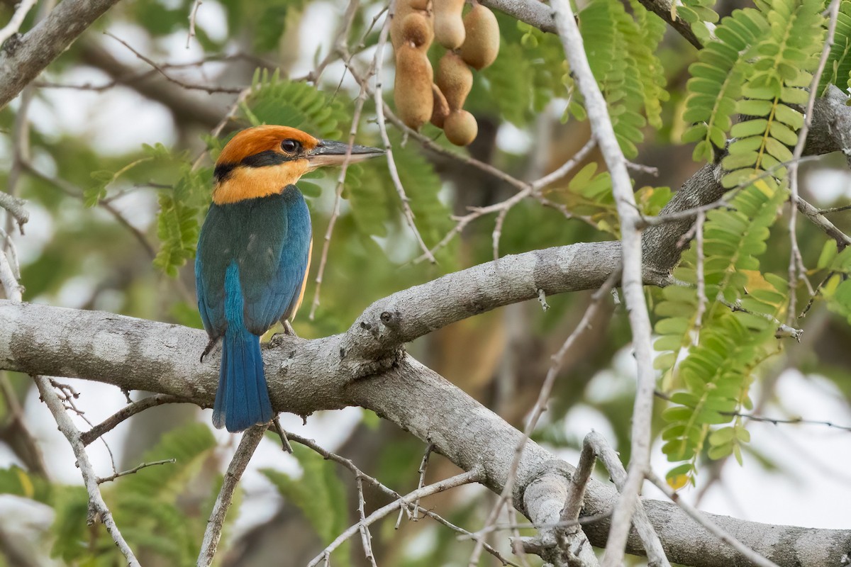 Cinnamon-banded Kingfisher - ML620223838