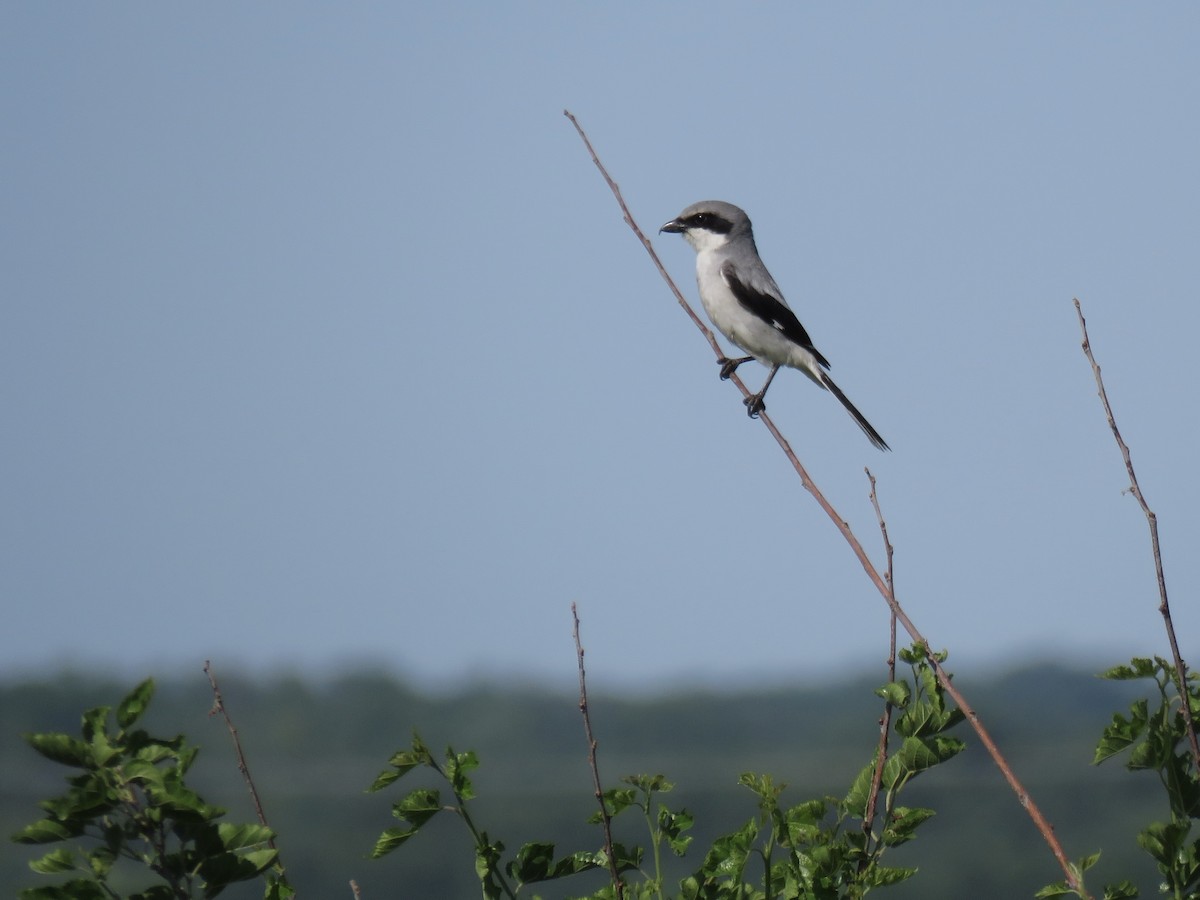 Loggerhead Shrike - ML620223839