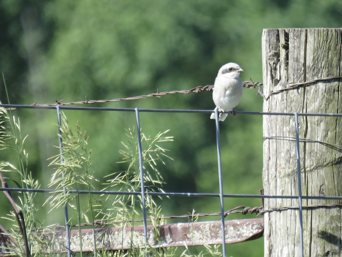 Loggerhead Shrike - ML620223840