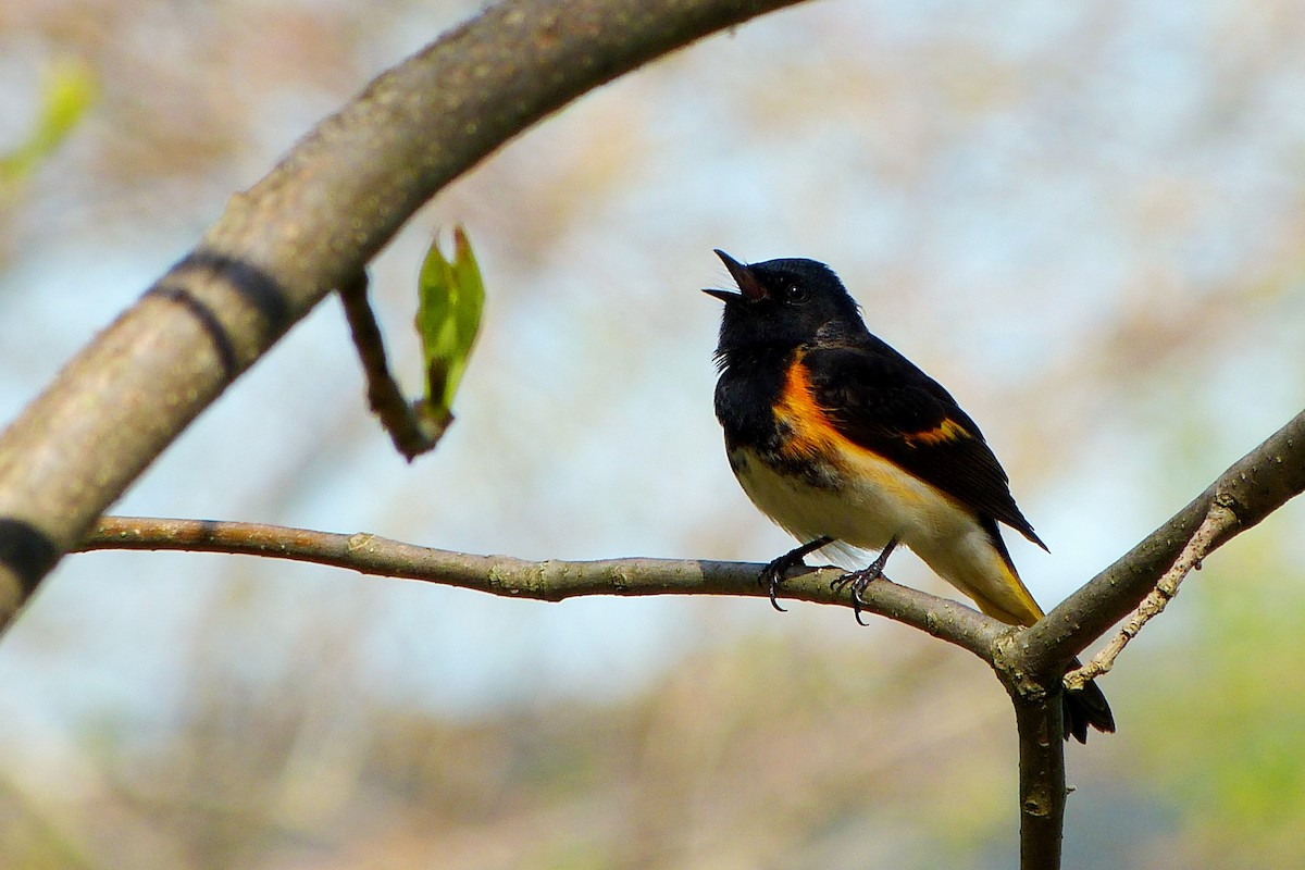 American Redstart - ML620223841