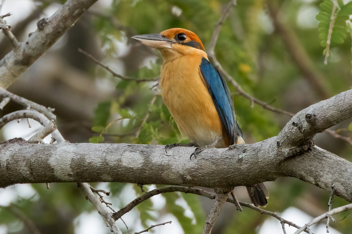 Cinnamon-banded Kingfisher - ML620223842