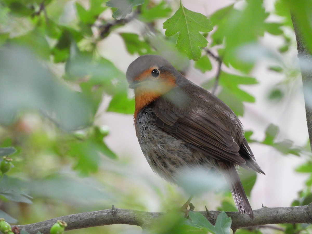 European Robin - ML620223844