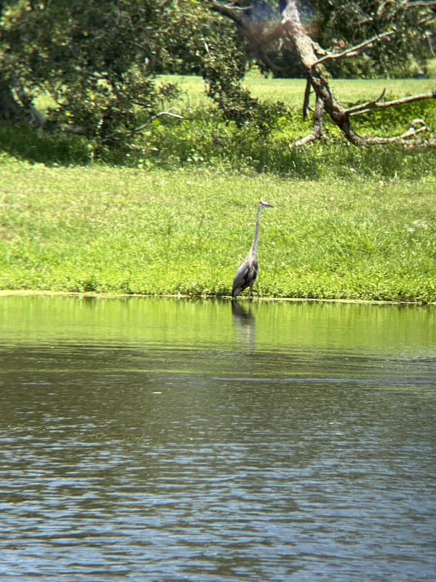 Great Blue Heron - ML620223845