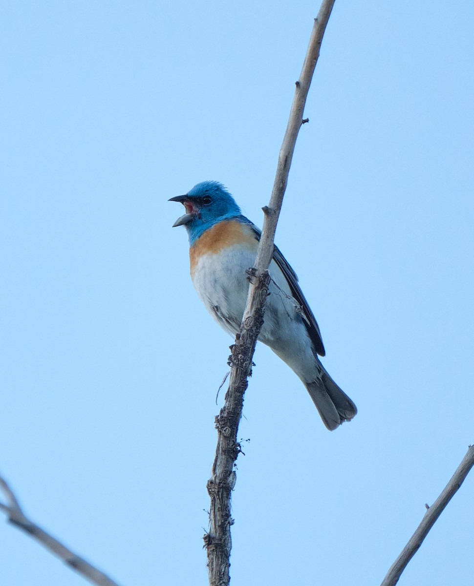 Lazuli Bunting - ML620223848