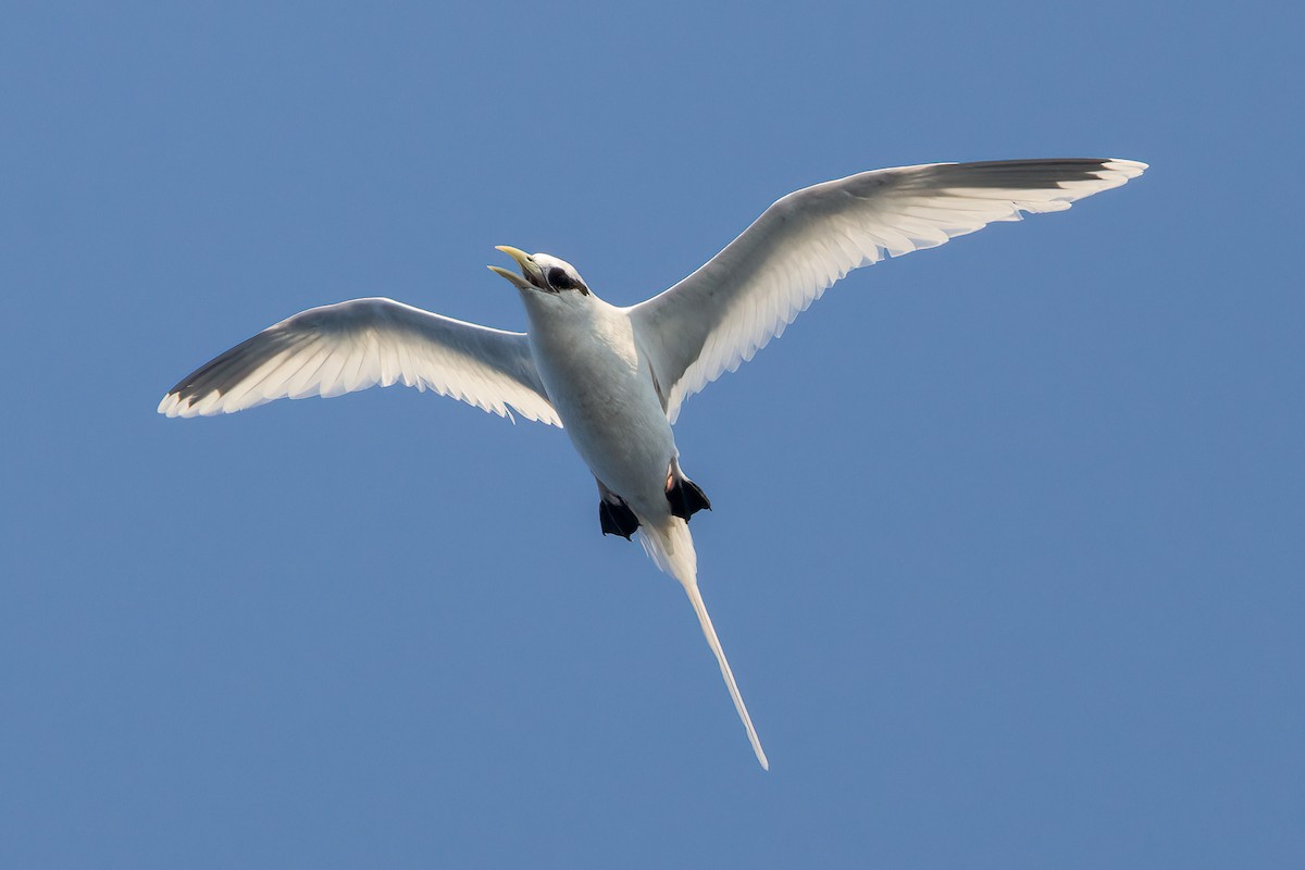 White-tailed Tropicbird - ML620223854