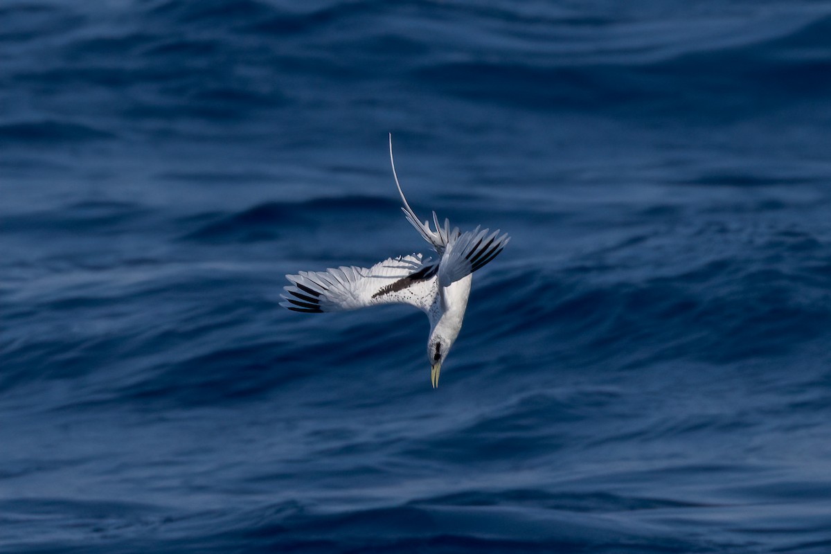 White-tailed Tropicbird - ML620223855