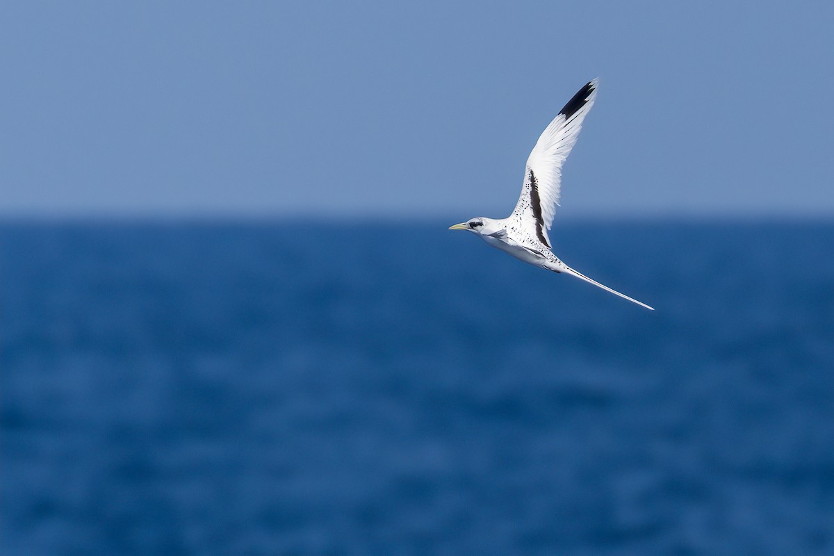 White-tailed Tropicbird - ML620223856