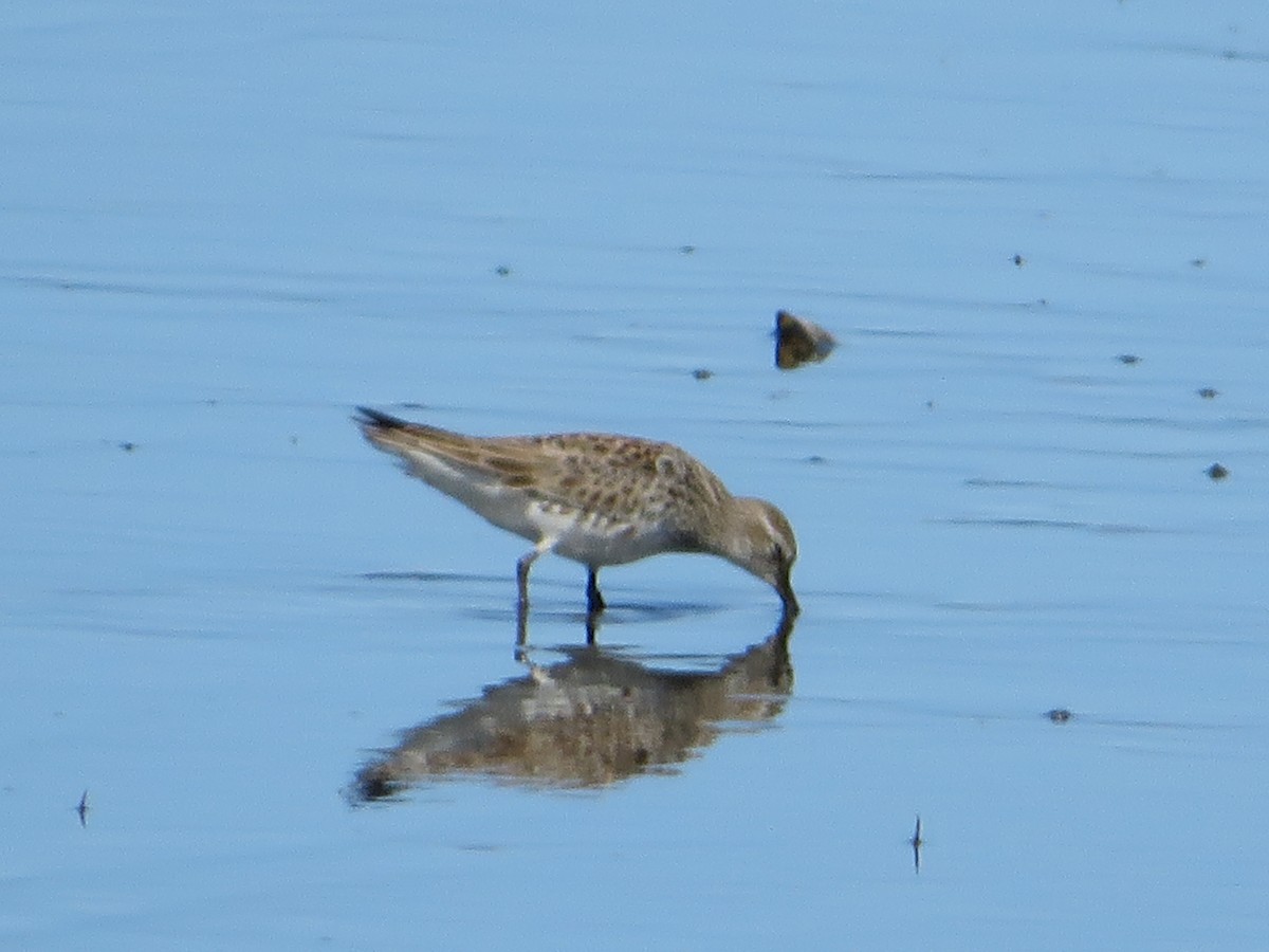 Calidris sp. (peep sp.) - ML620223857