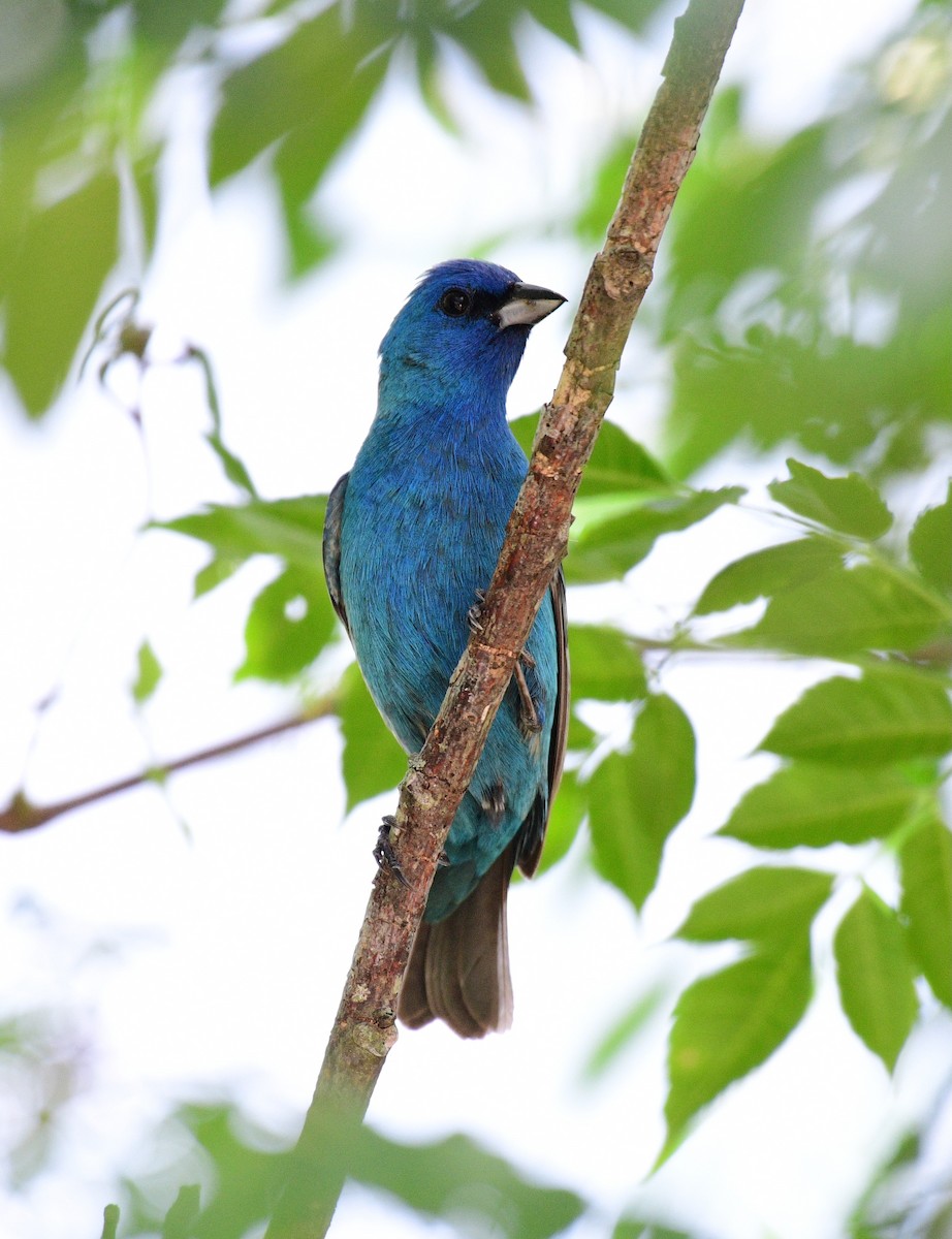 Indigo Bunting - ML620223861