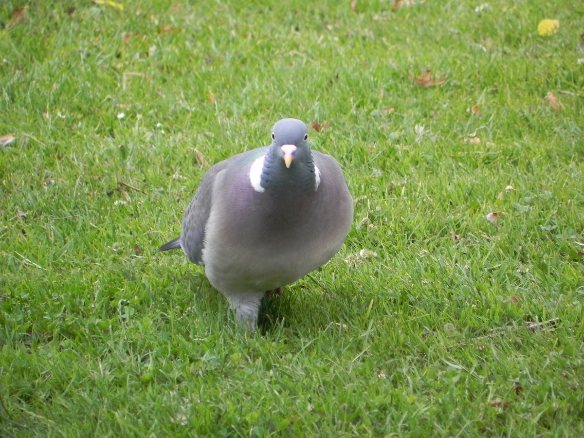 Common Wood-Pigeon - ML620223864