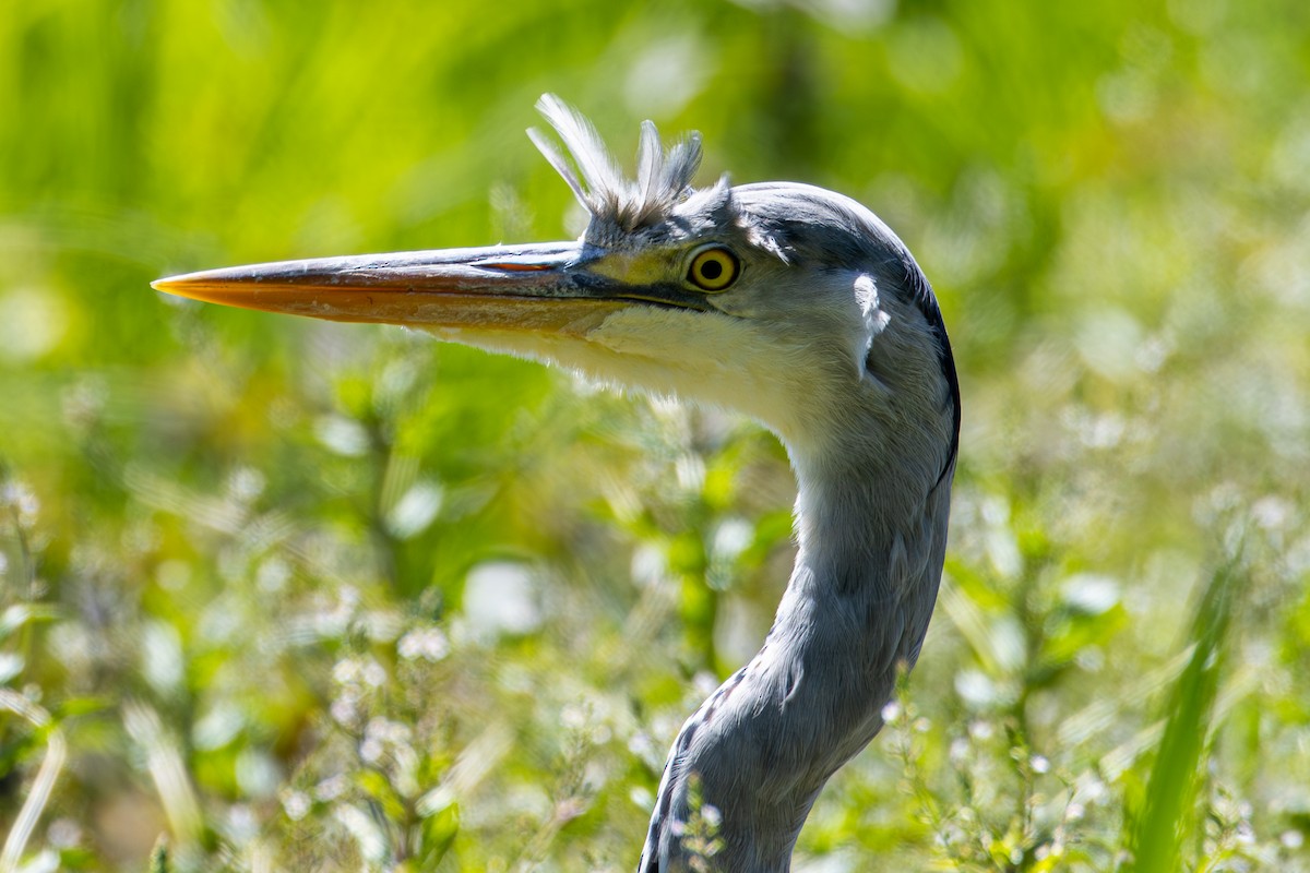 Gray Heron - ML620223870